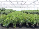 Oleander Premiumqualitt 80 - 100 cm Busch Nerium 40-60 cm rot, rosa oder wei