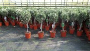 Olivenbaum Stamm Olive 80 - 100 cm hoch, beste Qualitt, Olea Europaea