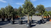 Olivenbaum Olive 170 - 180 cm beste Qualitt Olea Europaea Arbequina winterhart