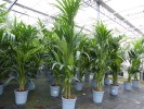 Kentia Palme 180 cm | bis 10 Pflanzen im Topf | Howea forsteriana Zimmerpflanze