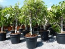Feigenbaum !!! hell UND dunkel !!! Obstbaum, winterhart, Ficus Carica, Feige