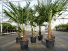 Trachycarpus fortunei 170 cm Palme Hanfpalme, winterhart bis -18C