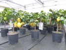 Gr�nwaren: echter Zitronenbaum 50 - 70 cm Zitrone Citrus Limon Zitruspflanze